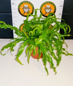 Asplenium Antiquum Osaka