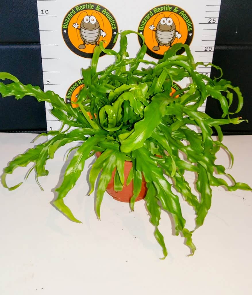 Asplenium Antiquum Osaka