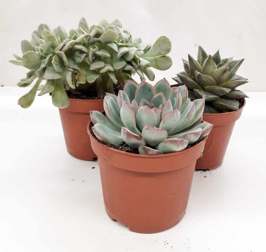 Echevaria