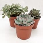 Echevaria