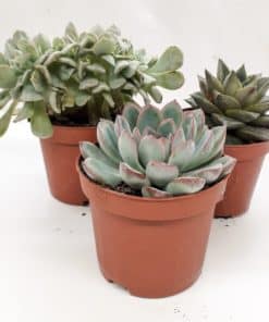 Echevaria