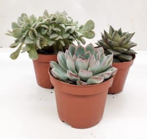 Echevaria