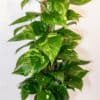 Epipremnum Aureum