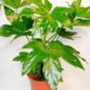 Fatsia Japonica