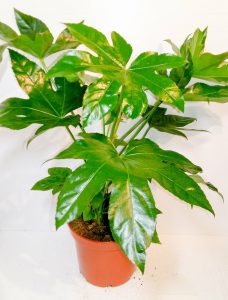 Fatsia Japonica