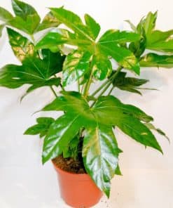 Fatsia Japonica