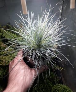 Festuca Blue Ice