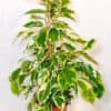 Ficus Benjamina Samantha