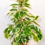 Ficus Benjamina Samantha