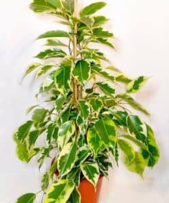 Ficus Benjamina Samantha