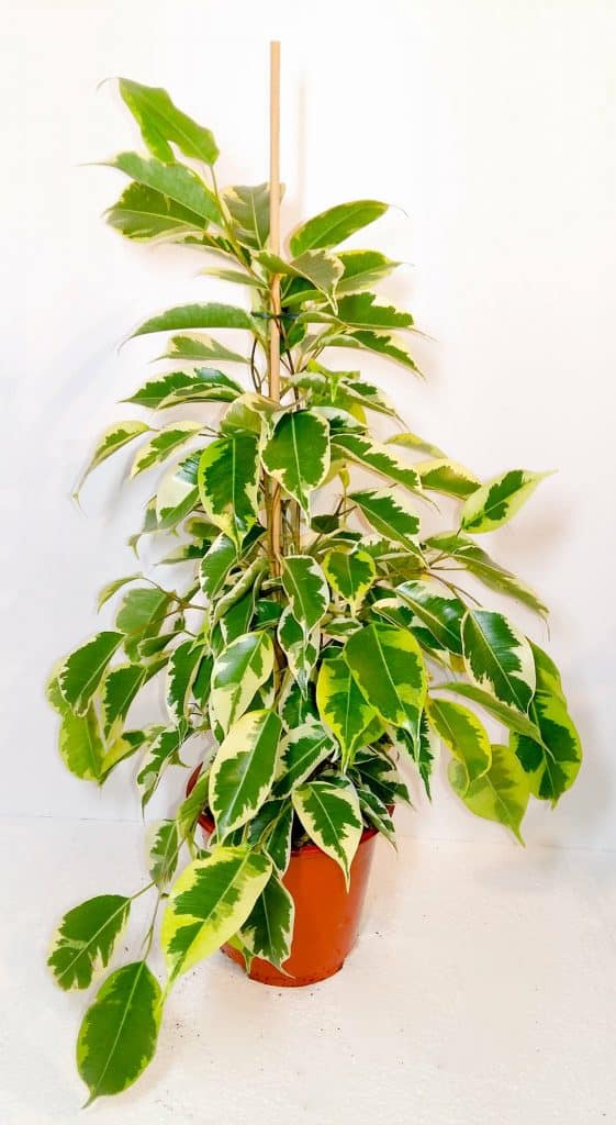 Ficus Benjamina Samantha