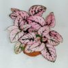 Hypoestes Pink