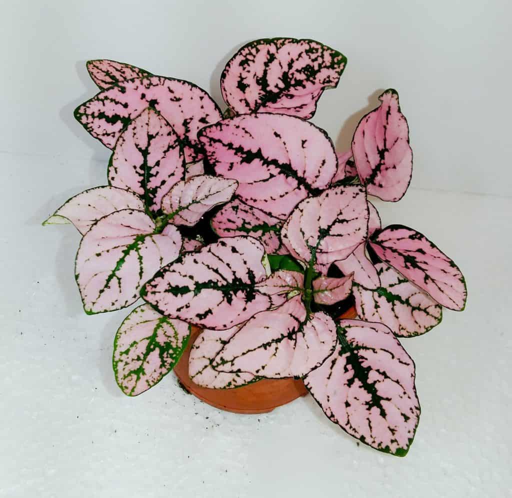 Hypoestes Pink