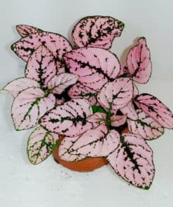 Hypoestes Pink