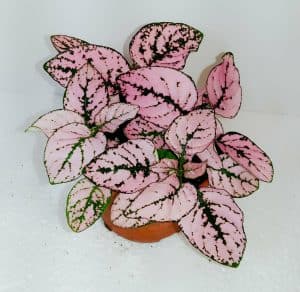 Hypoestes Pink