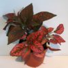 Hypoestes Red