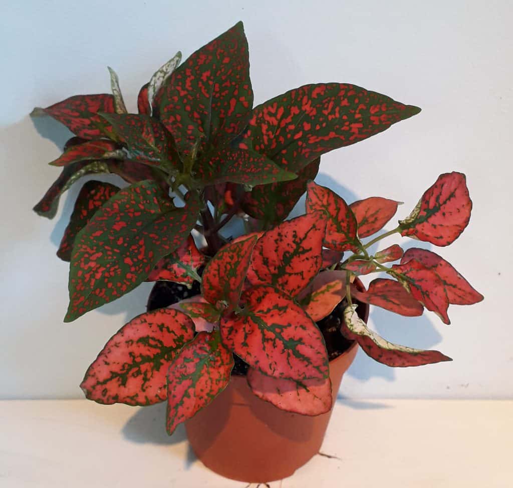 Hypoestes Red