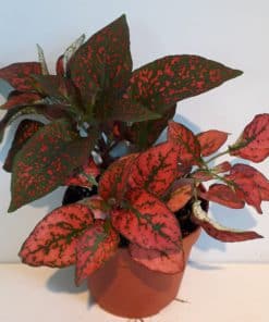 Hypoestes Red