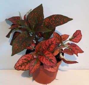 Hypoestes Red