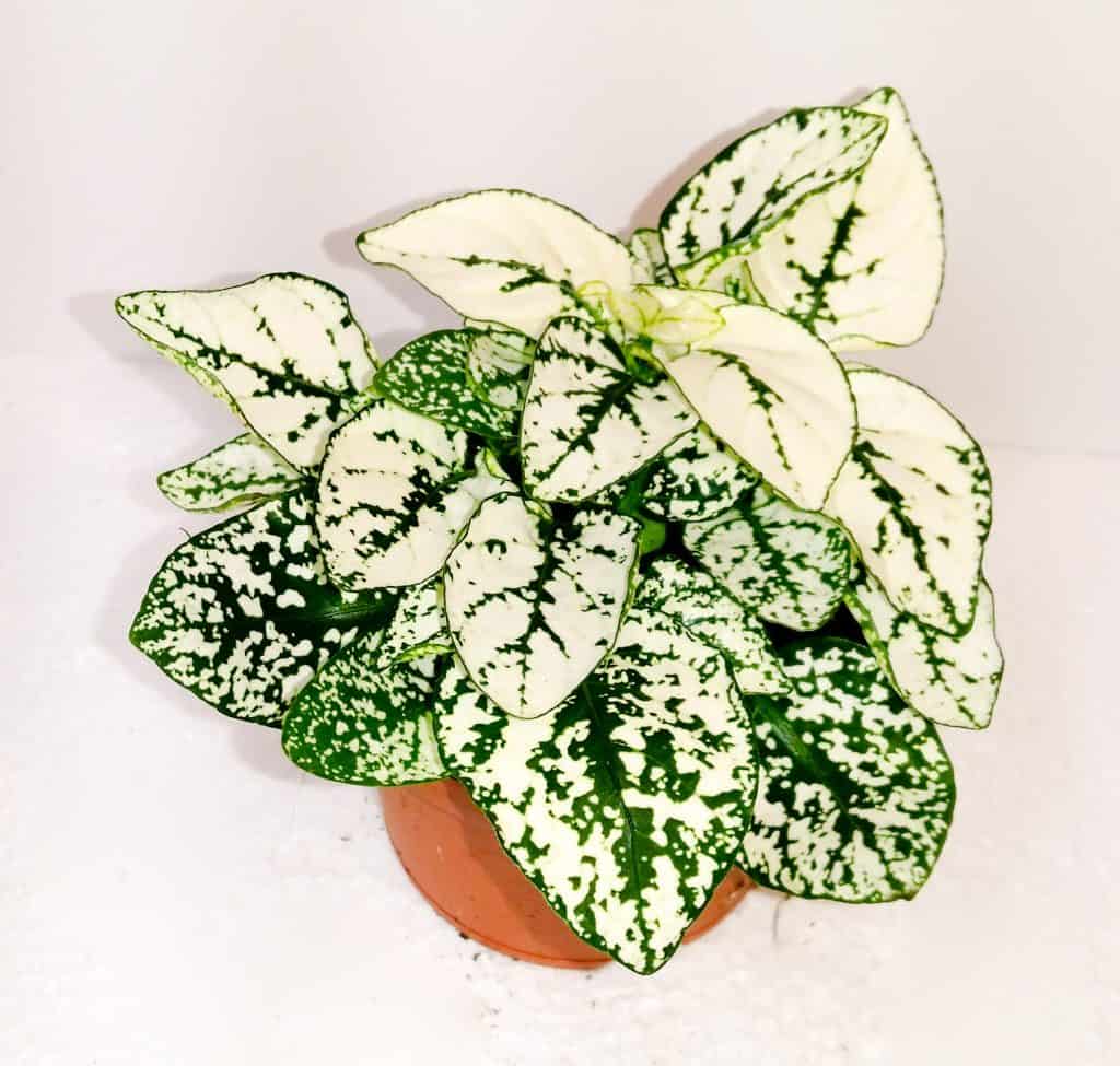 Hypoestes White