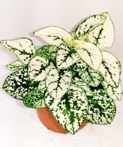 Hypoestes White