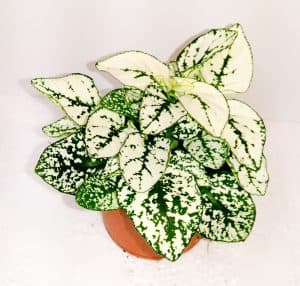 Hypoestes White