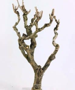 pangea gecko food uk