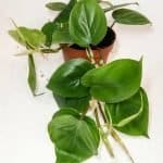 Philodenderon Scandens