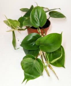 Philodenderon Scandens