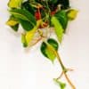 Philodenderon Scandens Brasil