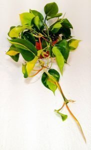 Philodenderon Scandens Brasil