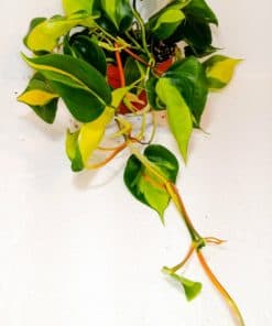 Philodenderon Scandens Brasil