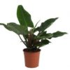 Philodendron Imperial