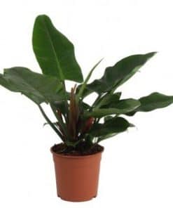 Philodendron Imperial