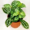 Pilea Cadiera