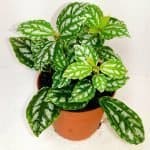 Pilea Cadiera