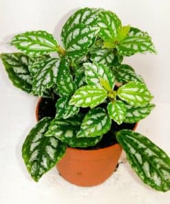 Pilea Cadiera