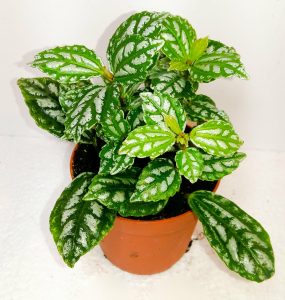 Pilea Cadiera