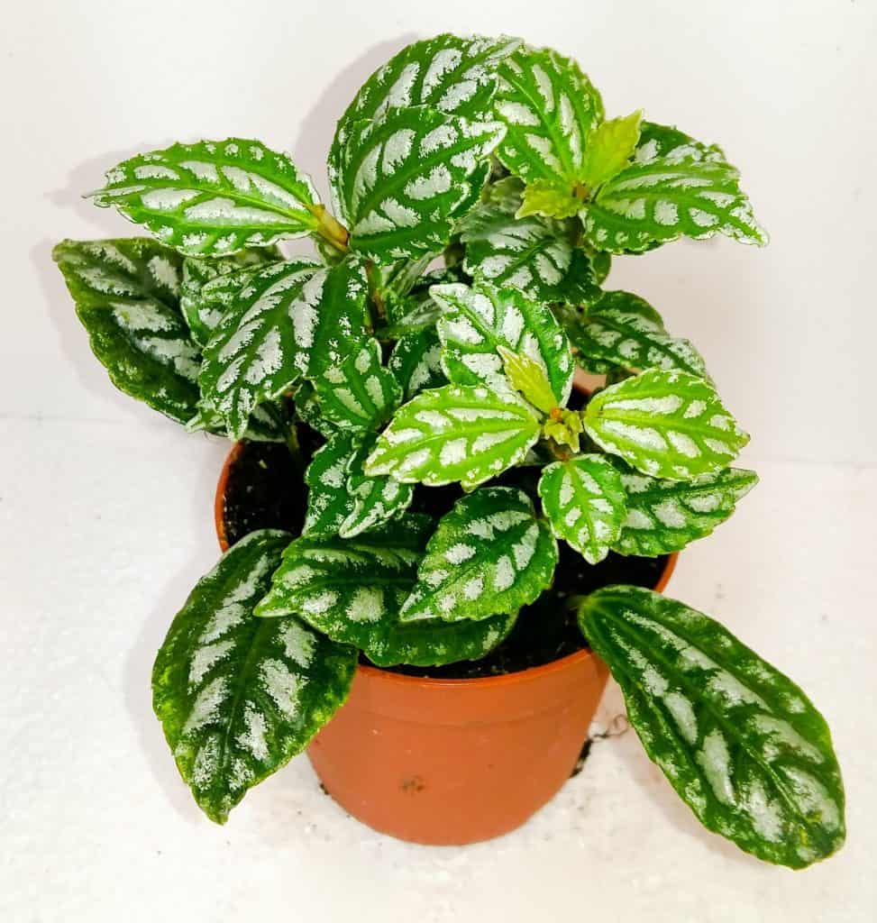 Pilea Cadiera