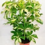 Schefflera Abricola Bicolour
