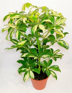 Schefflera Abricola Bicolour