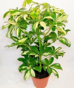 Schefflera Abricola Bicolour