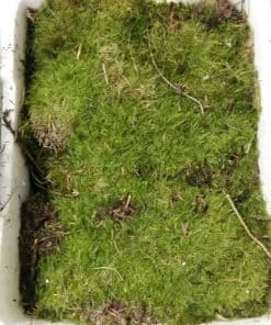 Sheet Moss