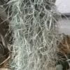 Spanish Moss