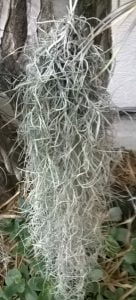 Spanish Moss