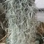 Spanish Moss