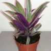 Tradescantia Rhea