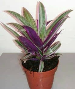 Tradescantia Rhea