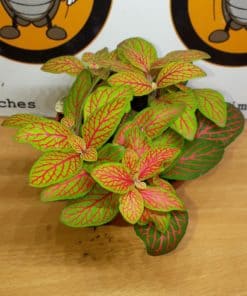Fittonia Green Red