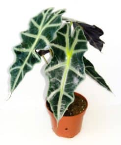 Alocasia Polly